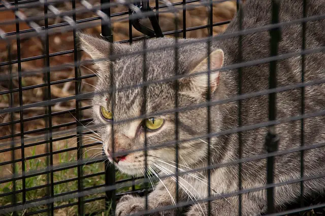 Are you allowed to kill feral cats? What You Can and Cannot Do