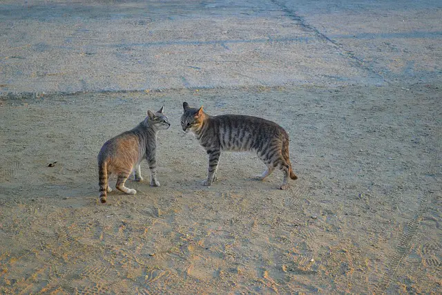 Can Two Feral Cats Get Along? You Will Be Surprised