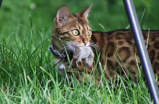 All About the Manx Cat: A Natural Mouser?