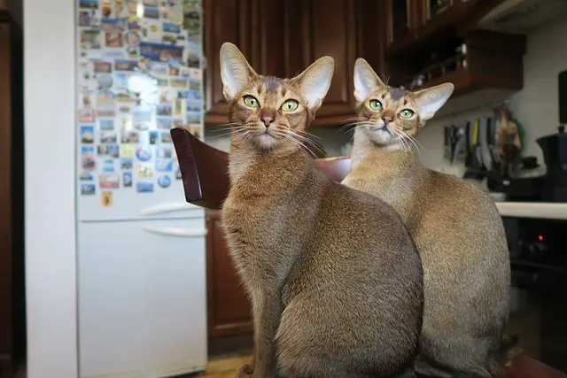 Can Abyssinian Cats Be Indoor Cats? The Surprising Answer