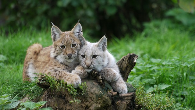 Are Manx cats related to bobcats? A Breed All Its Own
