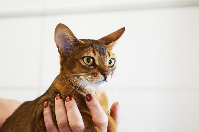 Why are Abyssinian cats so expensive?