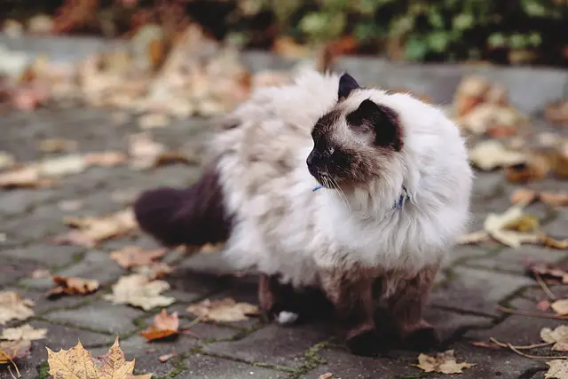 Can Birman Cats Be Left Alone? 