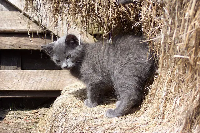The Role of Farm Cats in Rodent Control