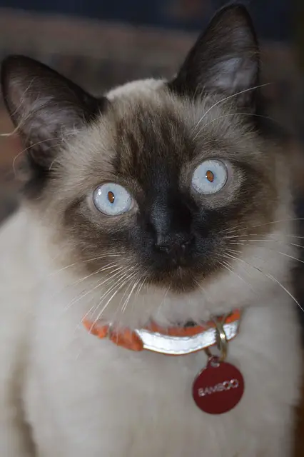 The Differences Between Balinese and Ragdoll Cats