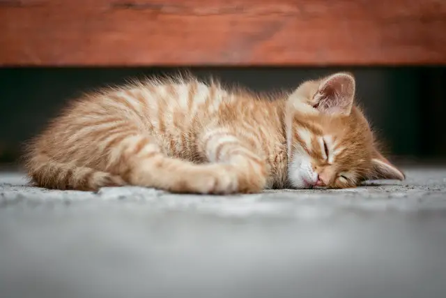 Is Your Cat Making You Sleepy?