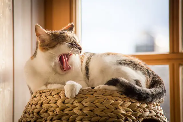 Exploring Why Cats React to Tail Touching. All Explained