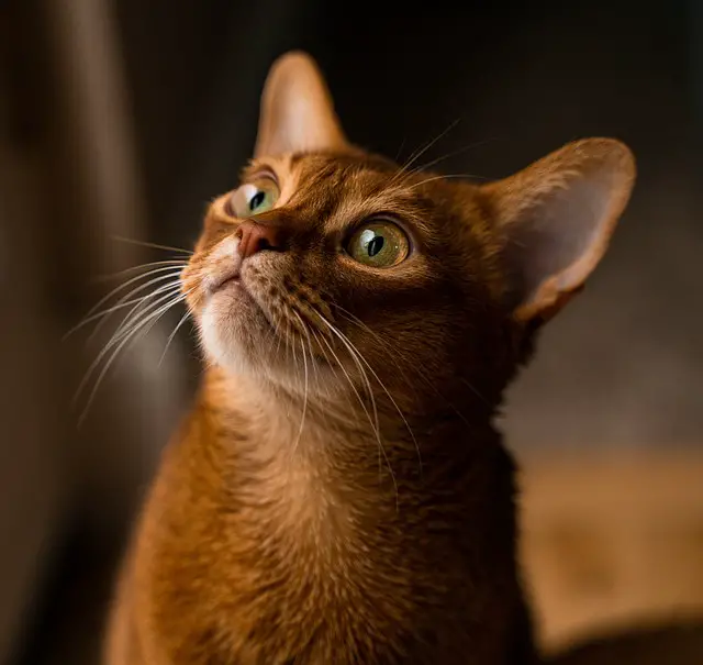 The Rarity of the Abyssinian Cat