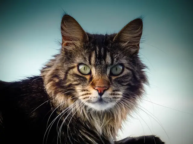 Understanding the Color Changes of Maine Coon Cats
