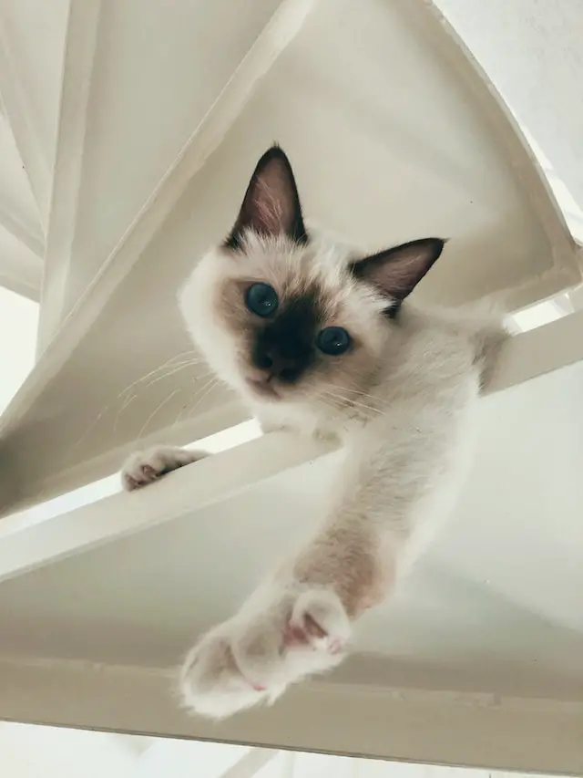 The Perfect Indoor Cat: A Birman Overview