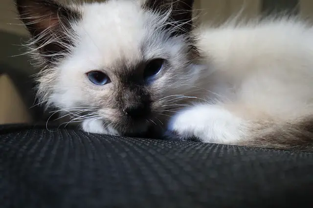 Birman Cats: How Vocal Are They?