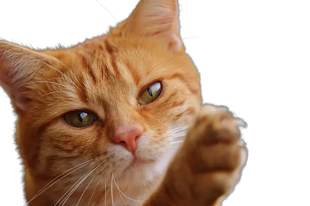 Why Do Cats Claw You? Understanding and Preventing Cat Clawing