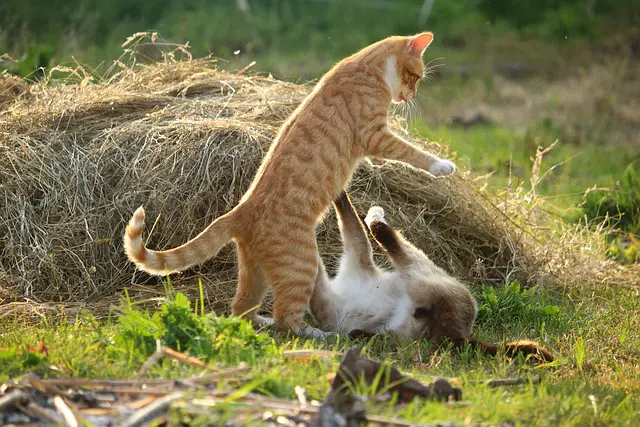Understanding Cat-on-Cat Aggression
