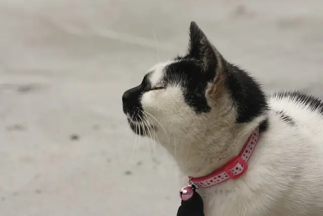 Can Cats Wear Dog Collars?