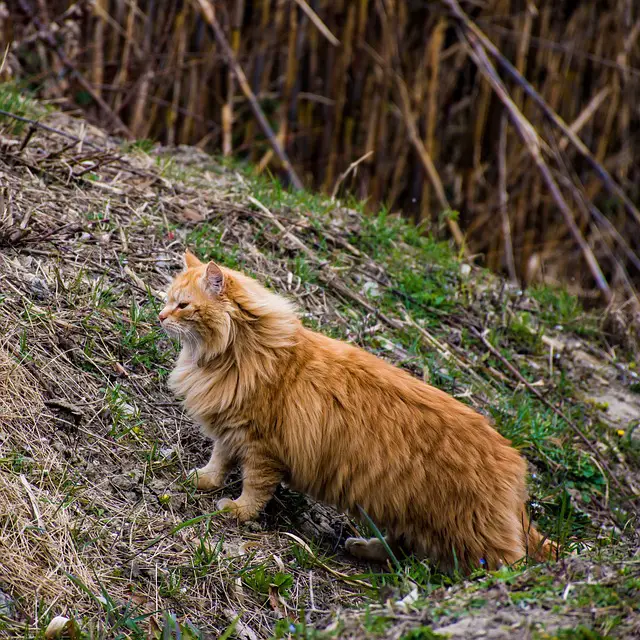 Keeping Feral Cats Safe in Winter Weather