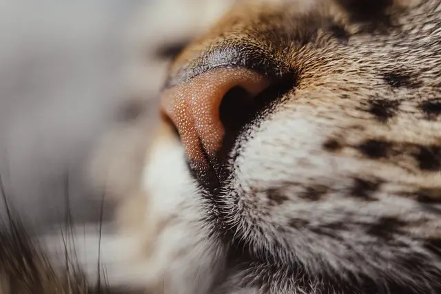 Can Cats Break Their Nose?