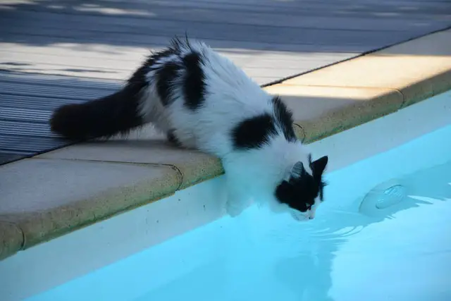Unraveling the Mystery of Cats and Swimming