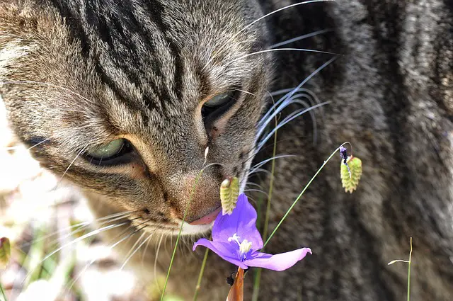 Do Cats Recognize Their Owners from a Distance? Smells & Senses