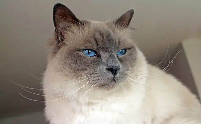 The Pros and Cons of Birman Cats for First-Time Owners