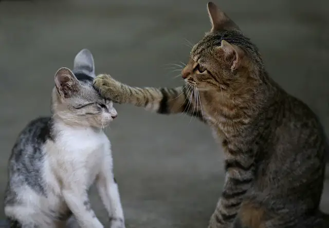 Do cats keep each other company? How Cats Interact with Each Other.