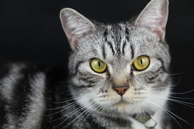 Six Of The Cleanest Cat Breeds You Should Consider