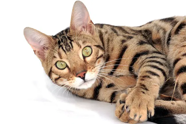 Six Breeds of Cats That Bengal Cats Can Live In Harmony With