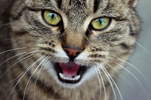 How Do Cats Say Leave Me Alone? What Your Cat’s Body Language is Trying to Tell You