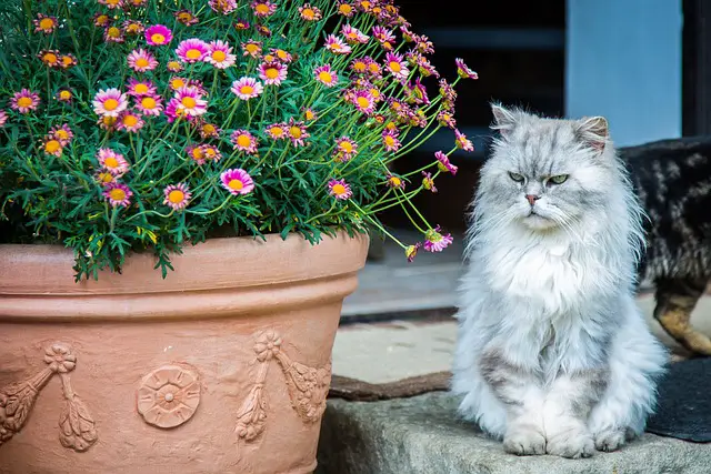Can Persian Cats Safely Roam Outside?