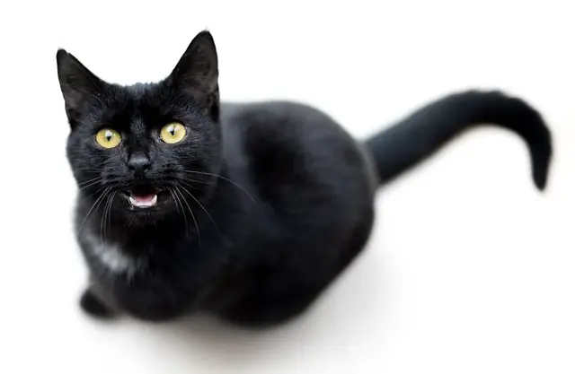 Do cats meow more for people they like? What Your Cat’s Meowing is Trying to Tell You