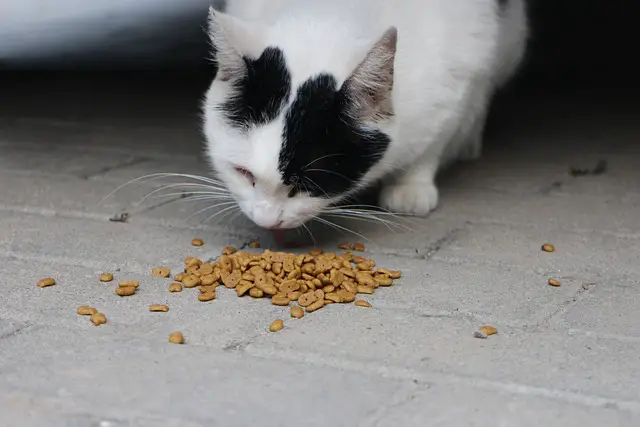 Six Reasons Why Your Cat Never Finishes its Food