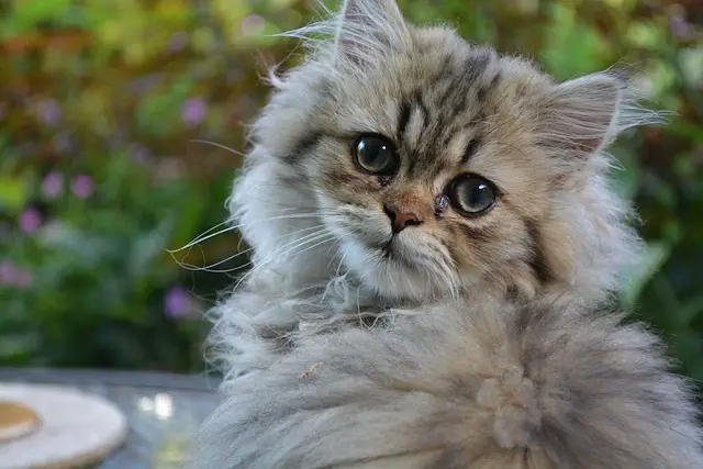 Are Persian Cats Safe for Asthmatics?