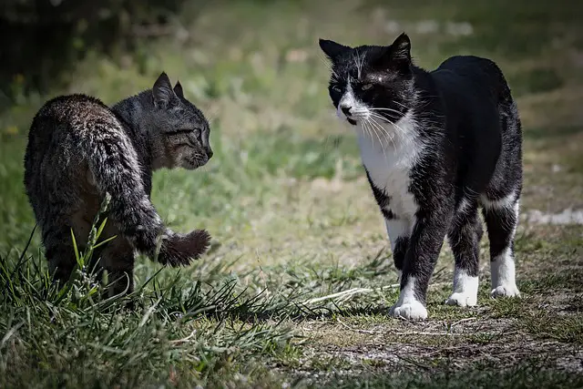 Do Persian Cats Fight? Understanding the Aggression of This Feline Breed
