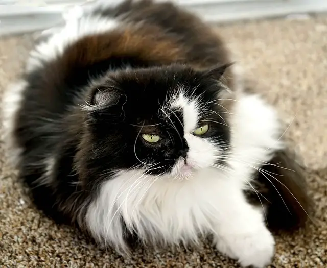 Are Persian Cats Smart? A Look at Their Intelligence
