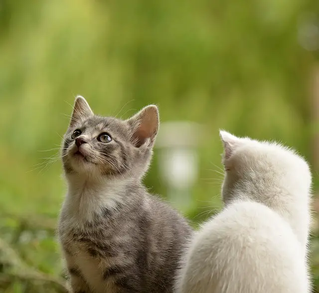 Can Different Cat Breeds Mate? The Surprising Answer