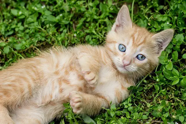 What is orange cat behavior? Understanding Orange Cat Behavior