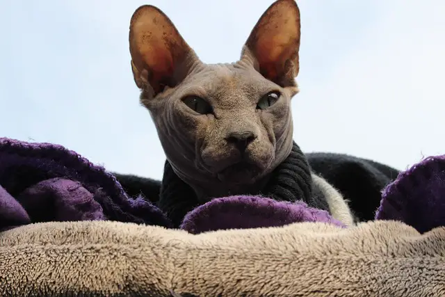 Can Sphynx Cats be Declawed? What You Need to Know