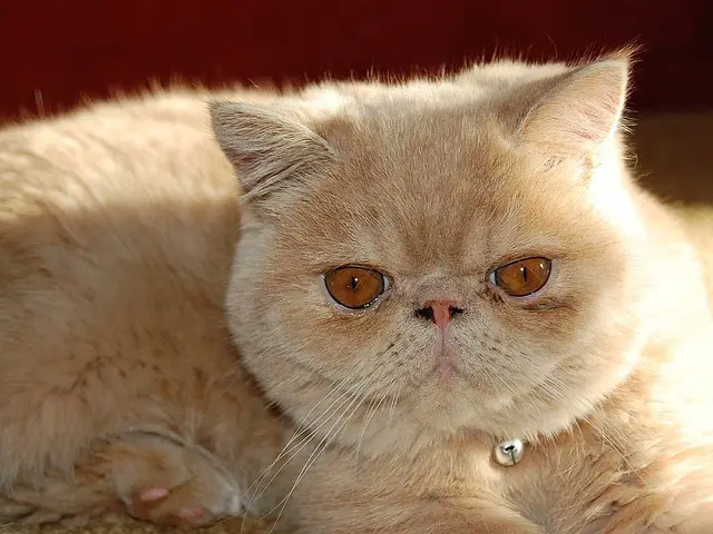 The Truth About Persian Cats’ Appearance: Exploring the Genetics and Breeding Practices