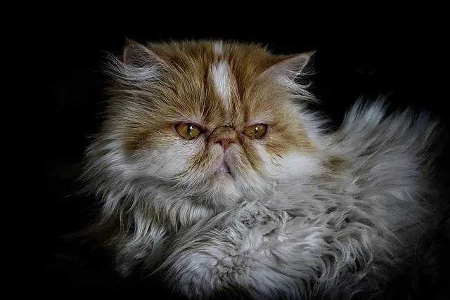 Are Persian Cats Smelly? The Truth About Their Odor and How to Manage It
