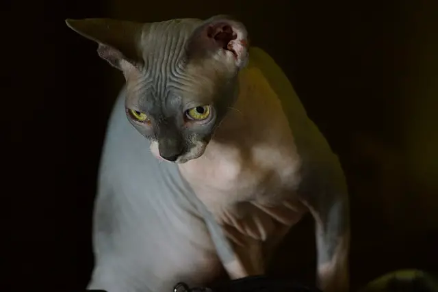 Sphynx Cats: What Human Food They Can Safely Eat?
