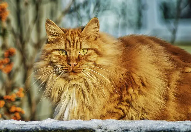 Can Persian Cats Be Ginger? Exploring the Possibility of This Unique Coat Color