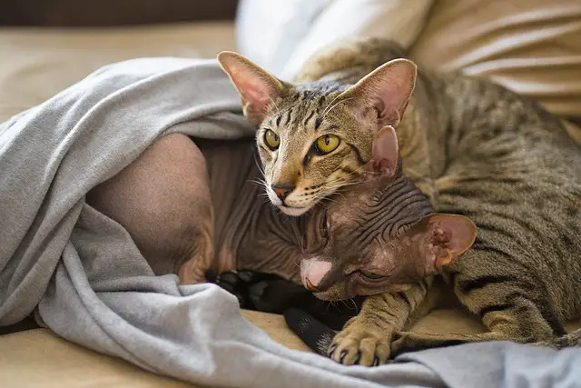 Do Sphynx Cats Get Along with Dogs? A Comprehensive Guide