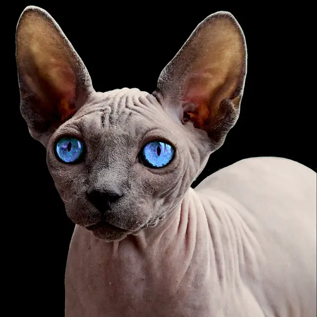 All About A Sphynx Cat. Everything You Need To Know