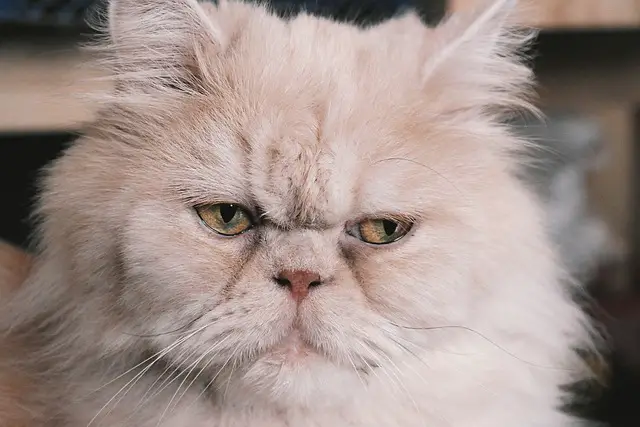 Persian Cats: The Truth About Their Sneezing Habits