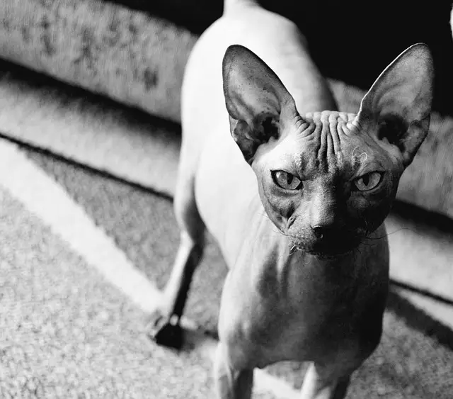 Why Sphynx Cats Look Angry: Understanding Their Unique Facial Features