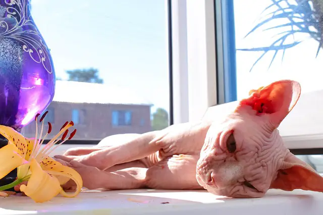 Why Sphynx Cats are Prone to Getting Dirty: Understanding the Reasons