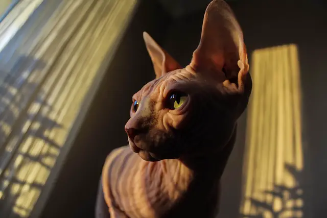 Can You Have One or More Sphynx Cats? A Guide to Owning These Hairless Felines