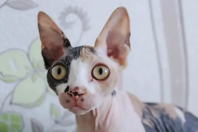 Are Sphynx Cats Rare? Here’s What You Need to Know