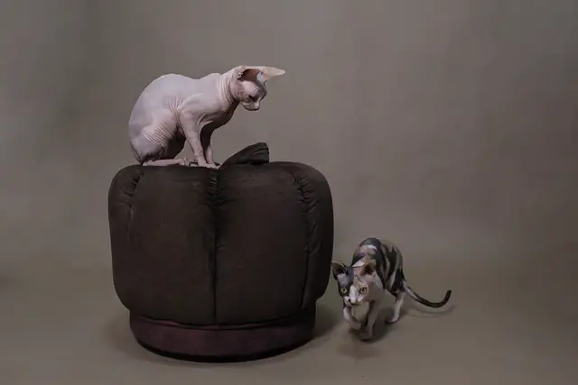 What Sphynx Cats Like to Play With: A Guide to Their Favorite Toys
