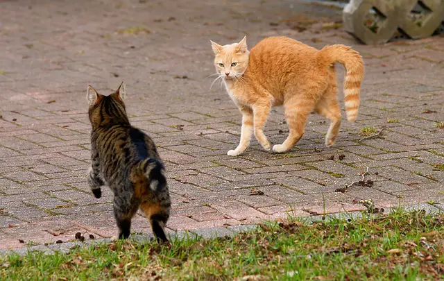 Why Is My Orange Cat So Mean? Understanding Feline Behavior