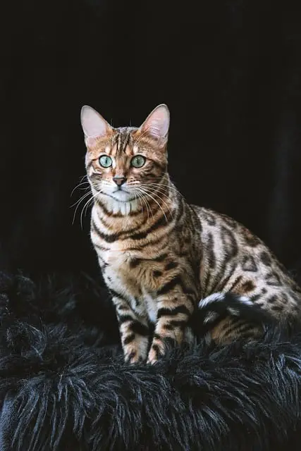 Are Bengal Cats Good with Other Cats? A Comprehensive Guide